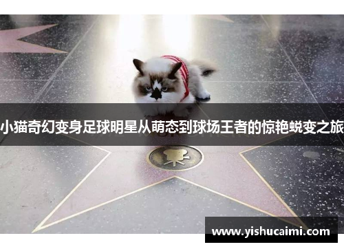 小猫奇幻变身足球明星从萌态到球场王者的惊艳蜕变之旅